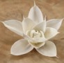 sola flowers 04